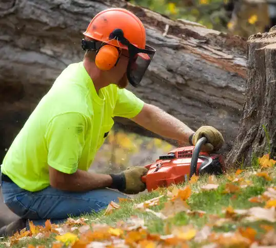 tree services Plattsburg